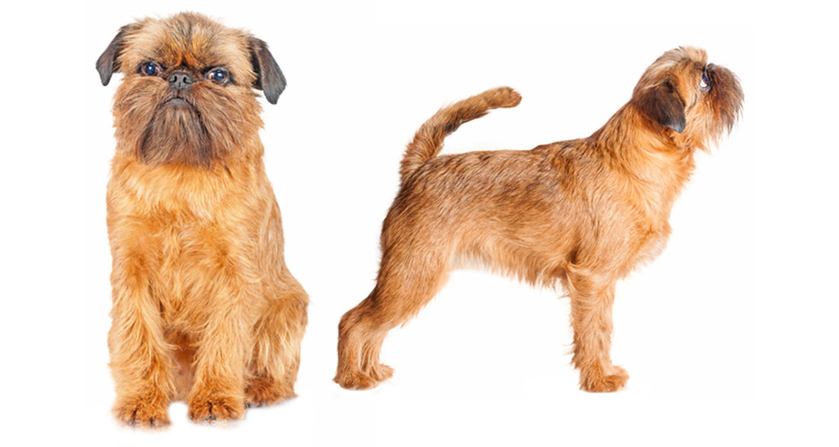 Focus et infos sur le Griffon belge