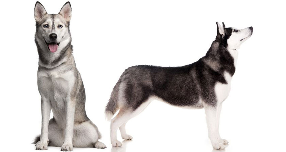 Focus et infos sur le Husky