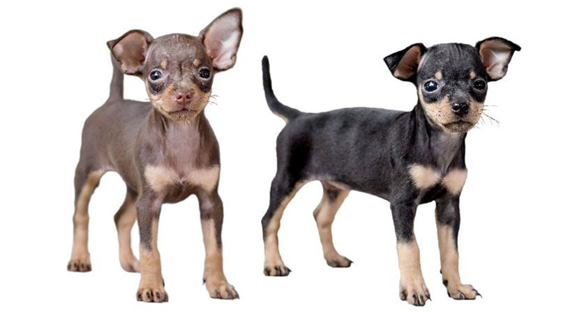 Focus et infos sur le Pinscher nain