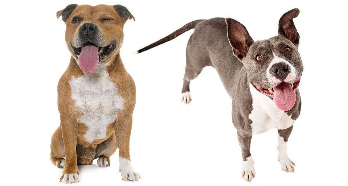 Focus et infos sur le Pitbull