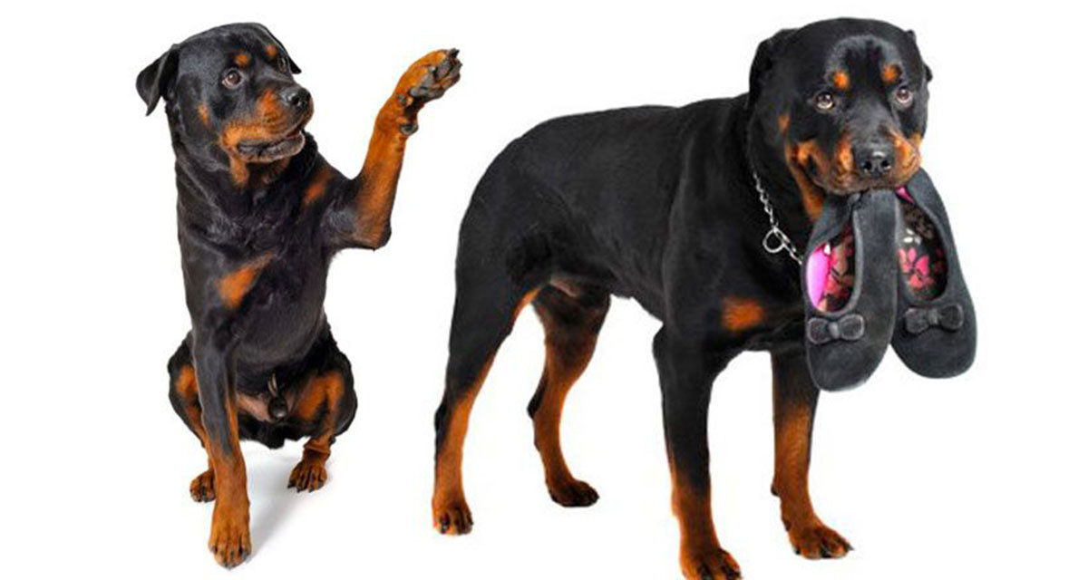 Focus et infos sur le Rottweiler