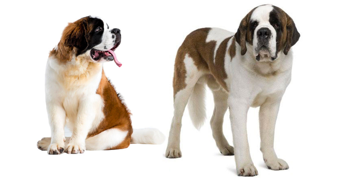Focus et infos sur le Saint-bernard