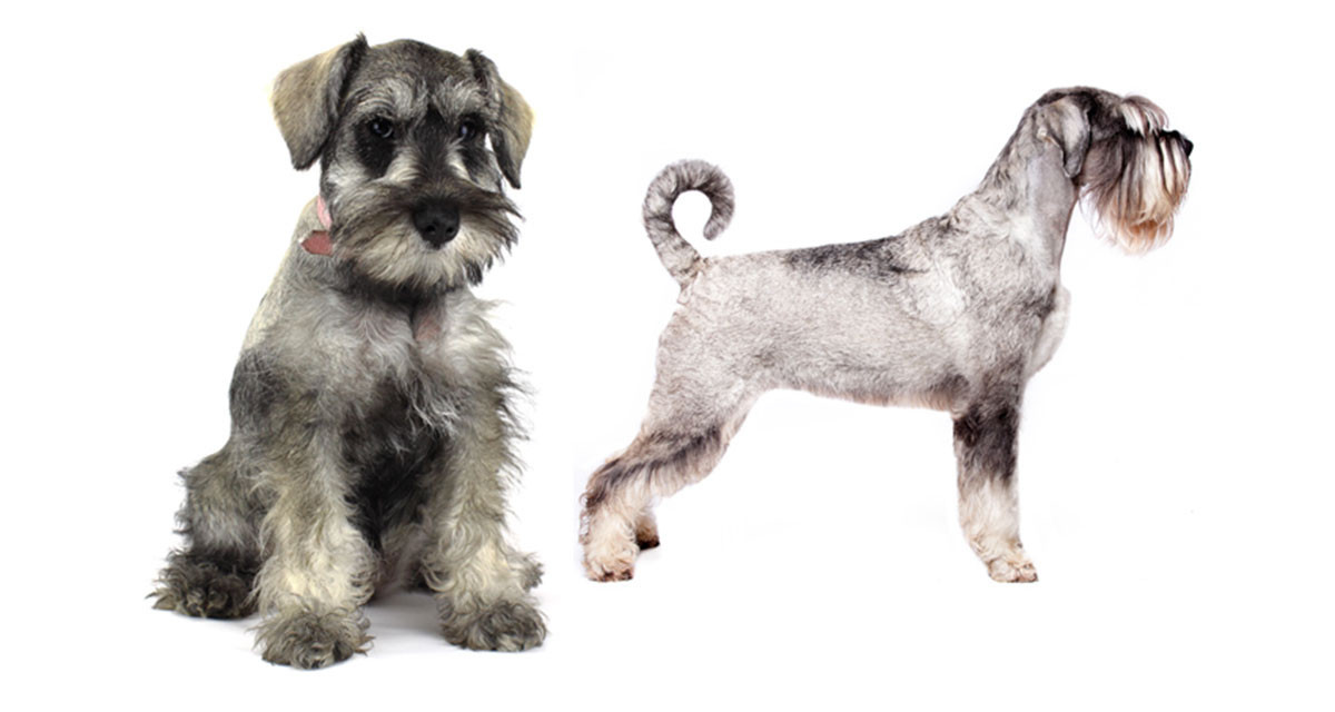 Focus et infos sur le Schnauzer 