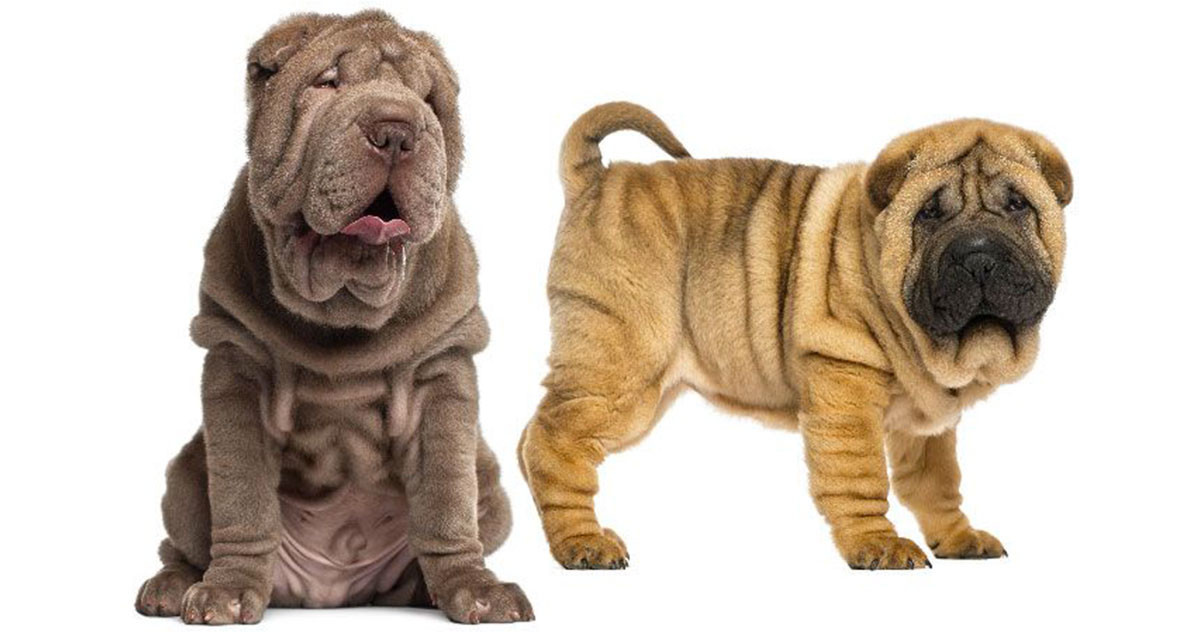 Focus et infos sur le Shar pei