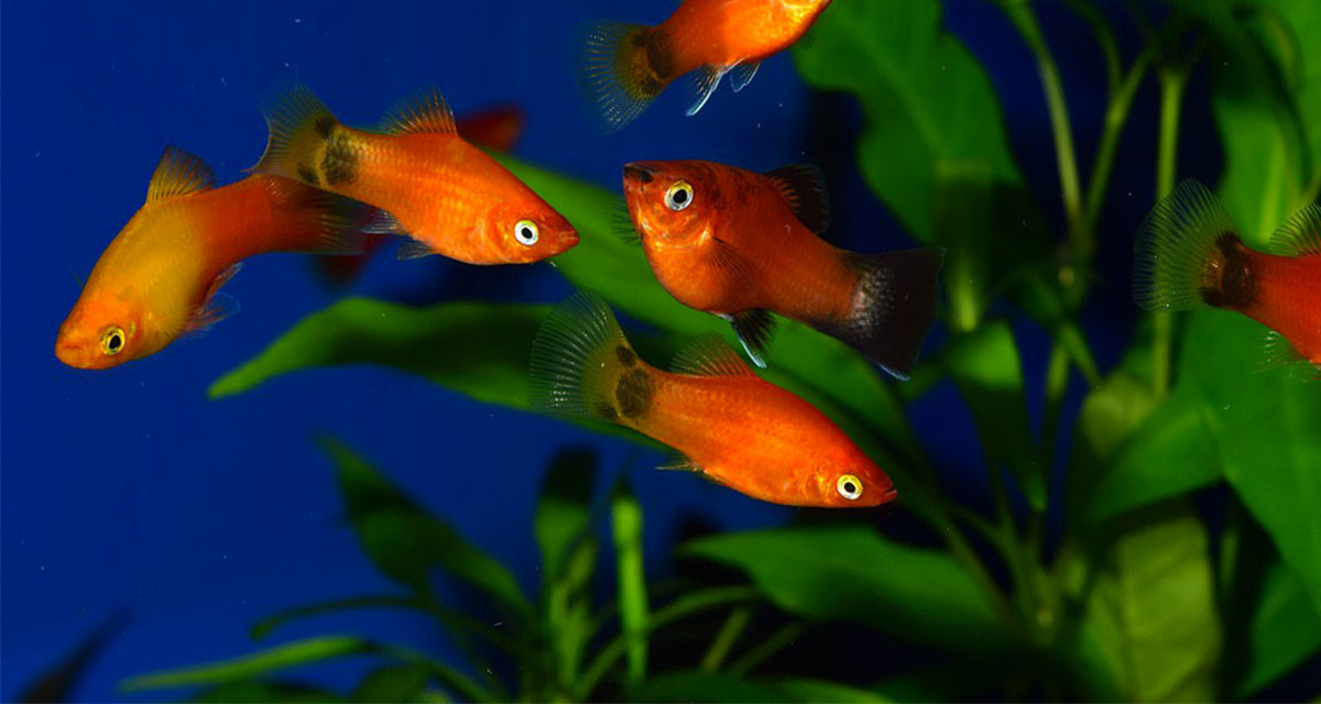 Focus et infos sur le Platy