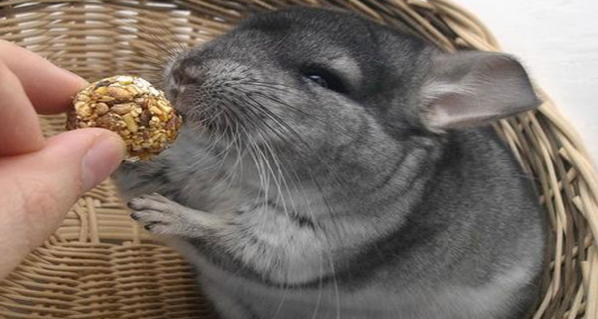 Focus et infos sur le Chinchilla Gris