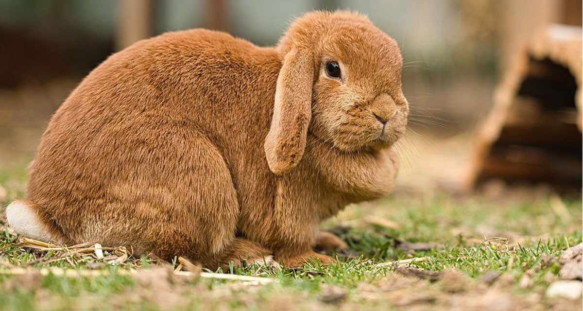 Focus et infos sur le Lapin b&eacute;lier