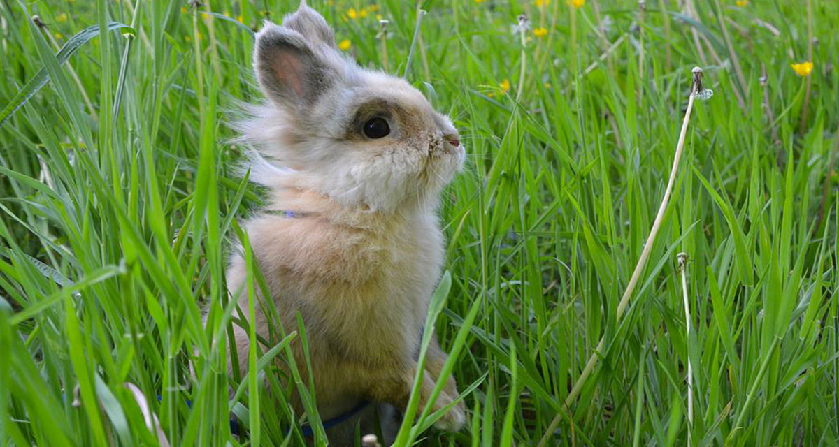 Focus et infos sur le Lapin nain
