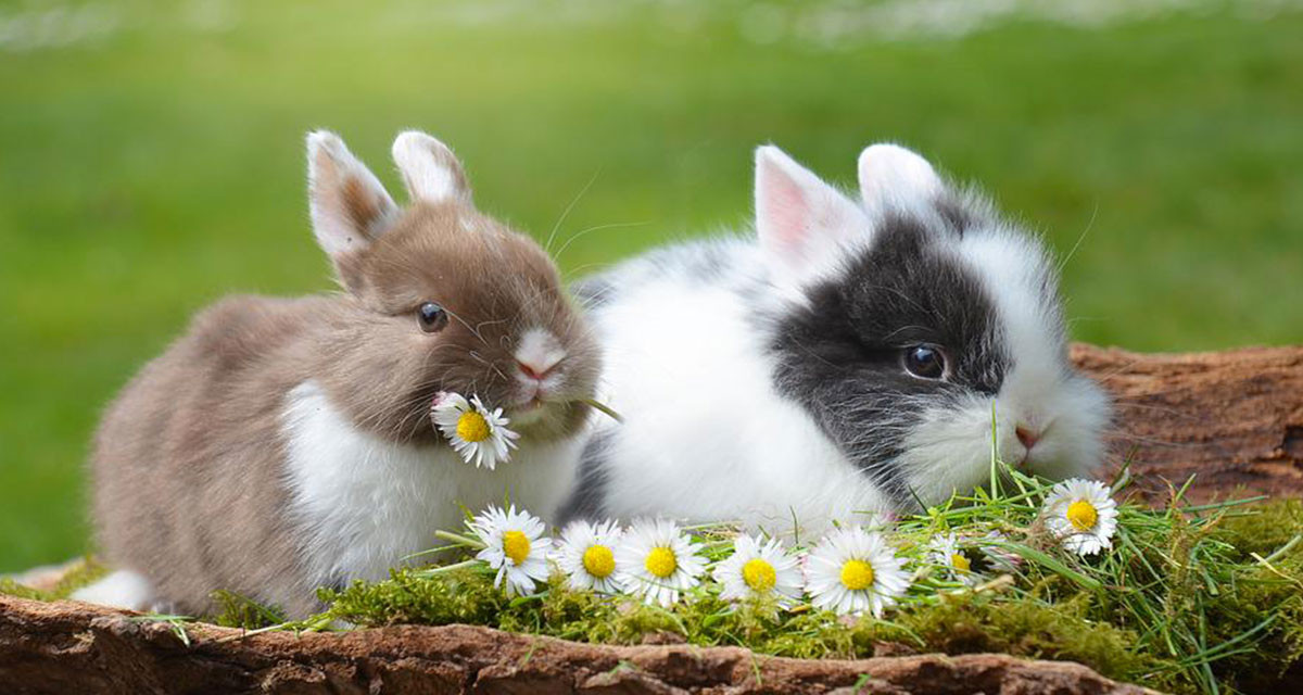 Focus et infos sur le lapin toy