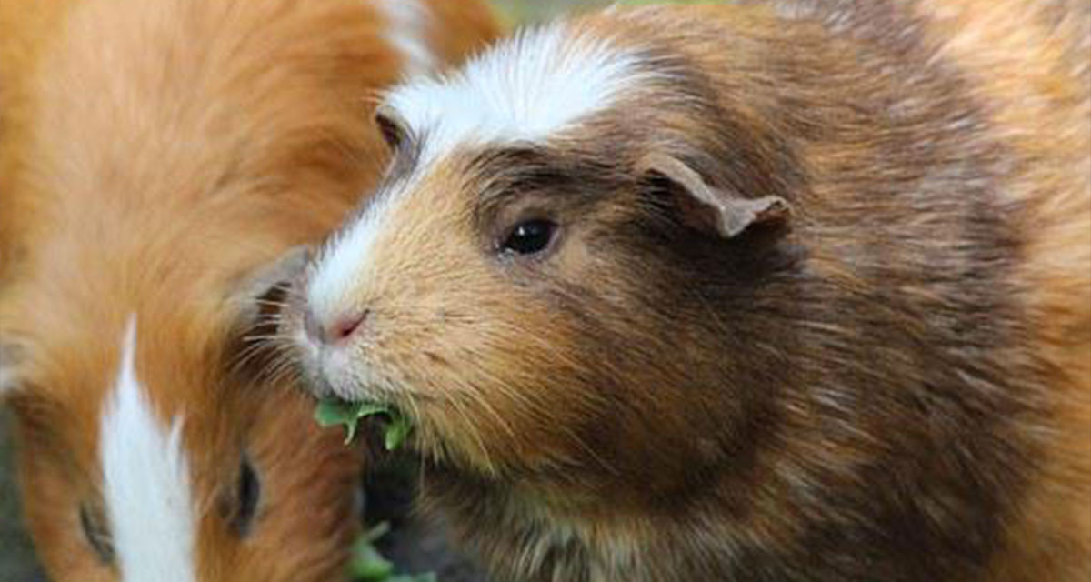 Focus et infos sur le Cochon d'inde Couronn&eacute;