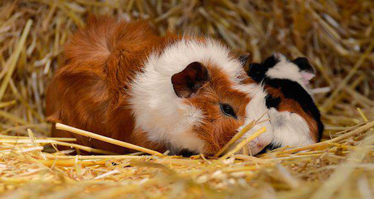 Focus et infos sur le cochon d'inde Rosette 