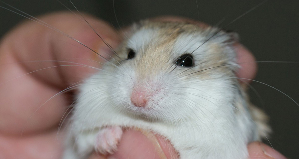 Focus et infos sur le Hamster roborovski