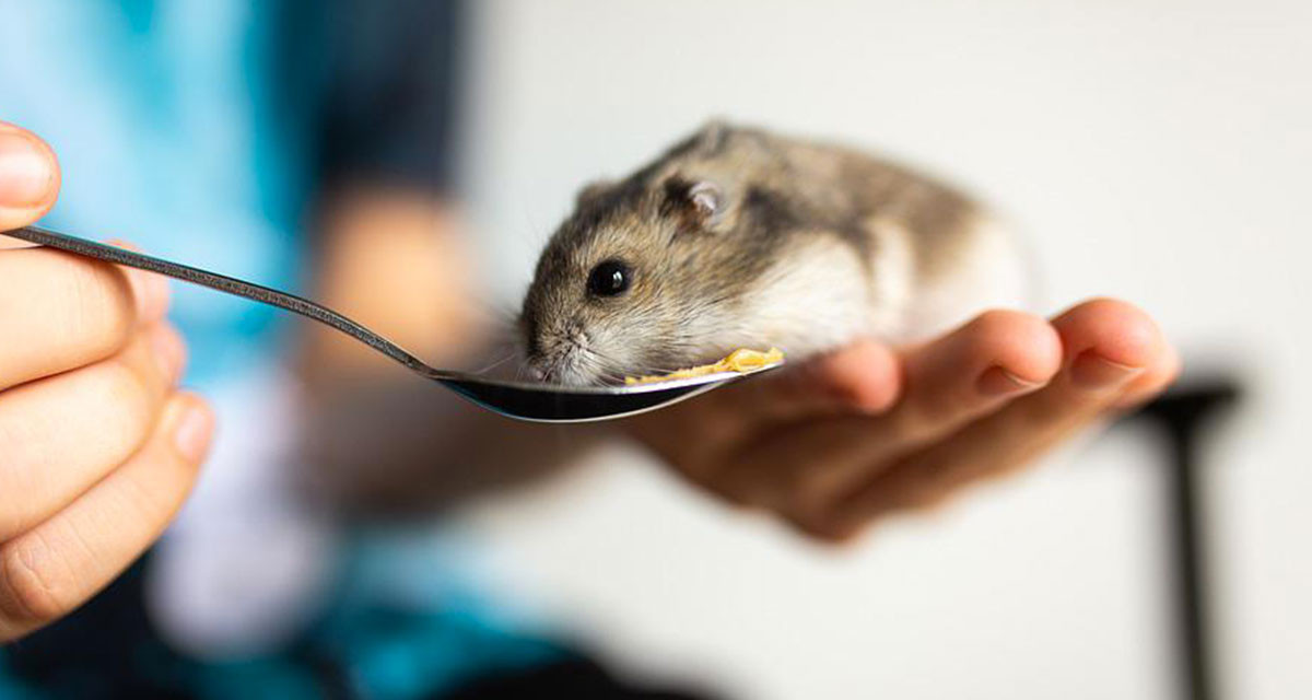 Focus et infos sur le Hamster Russe