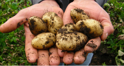Bien choisir la pomme de terre &agrave; planter en Gironde &agrave; Bordeaux et Libourne
