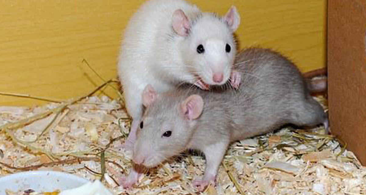 Focus et infos sur le Rat bleu
