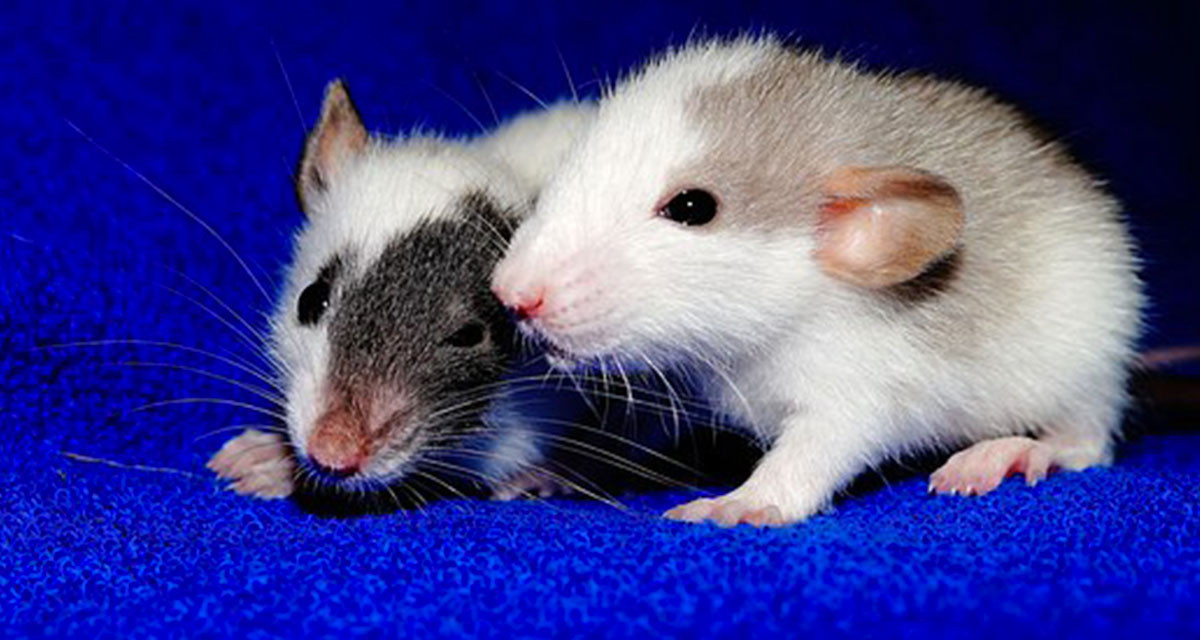 Focus et infos sur le Rat color&eacute;