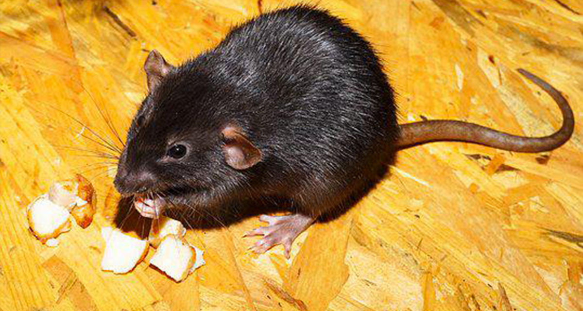 Focus et infos sur le Rat dumbo