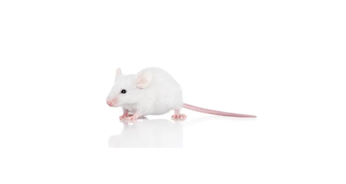 Focus et infos sur la Souris blanche