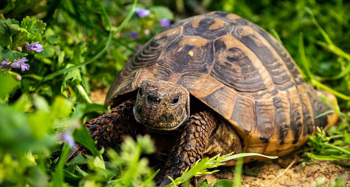 Focus et infos sur la Tortue d'hermann