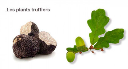 Les plants truffiers, bien les installer dans votre jardin