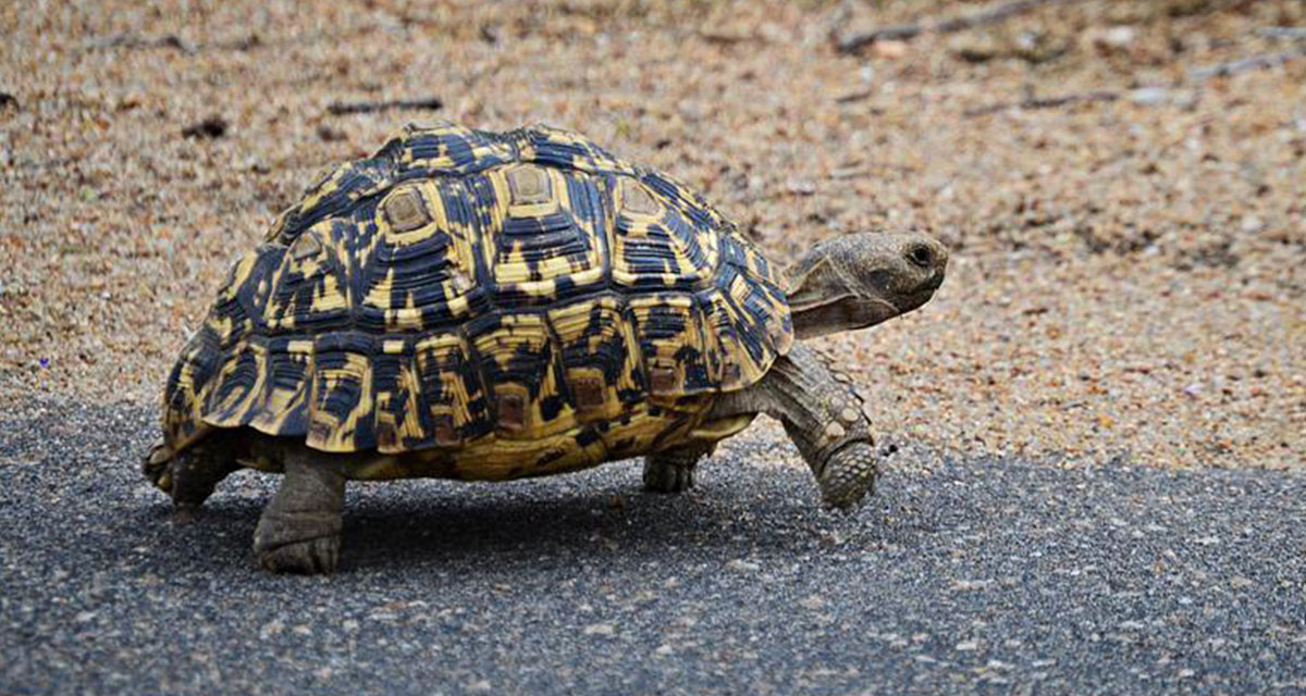 Focus et infos sur la Tortue l&eacute;opard