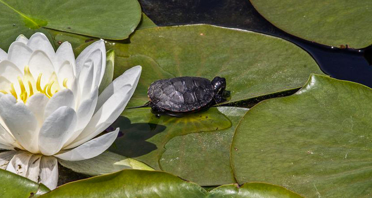 Focus et infos sur la tortue Peluse de Schweigger