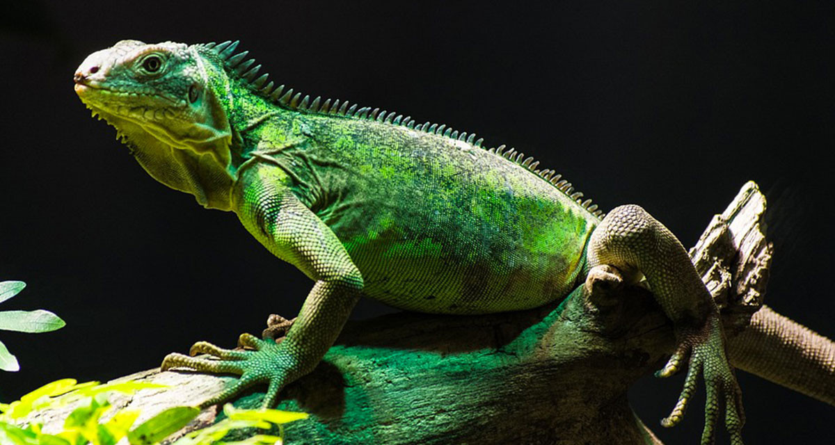 Focus et infos sur l'Iguane vert