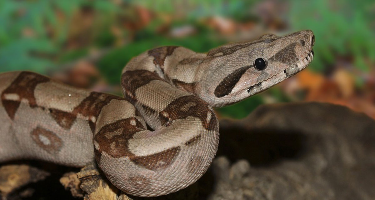 Focus et infos sur le Boa constricteur