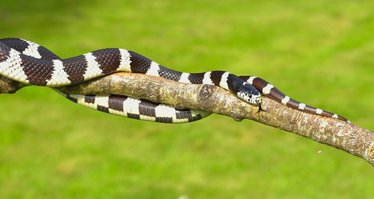 Focus et infos sur le Serpent Roi de Floride