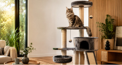Arbre &agrave; chat : comment trouver le mod&egrave;le id&eacute;al pour votre f&eacute;lin ?