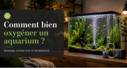 Comment bien oxyg&eacute;ner un aquarium ?