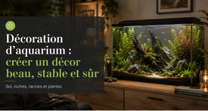 D&eacute;coration d&rsquo;aquarium : cr&eacute;er un d&eacute;cor beau, stable et s&ucirc;r