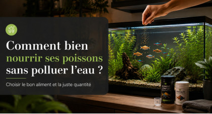Comment bien nourrir ses poissons sans polluer l&rsquo;eau ?
