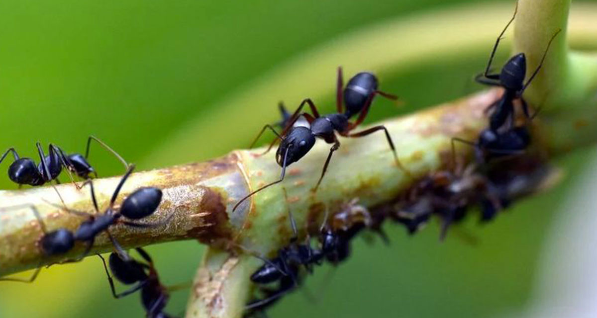 Comment lutter contre les fourmis?