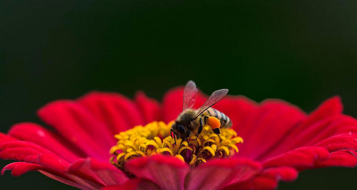 Quels sont les plantes attractives pour les abeilles?