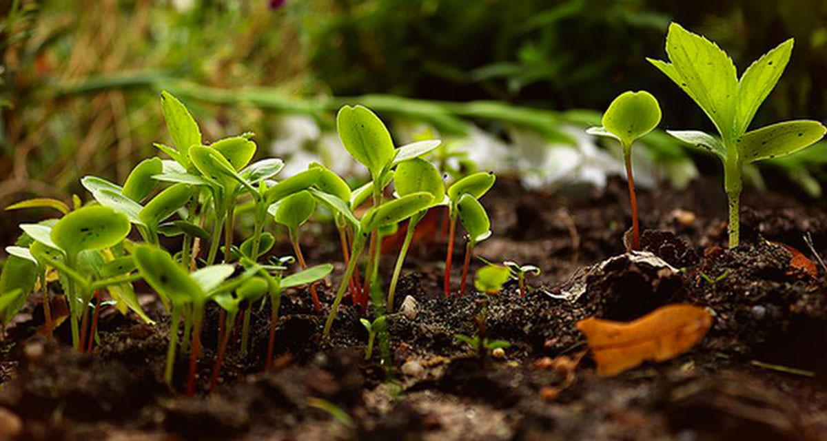 La permaculture, une pratique respectant l&rsquo;environnement et l&rsquo;&eacute;cosyst&egrave;me