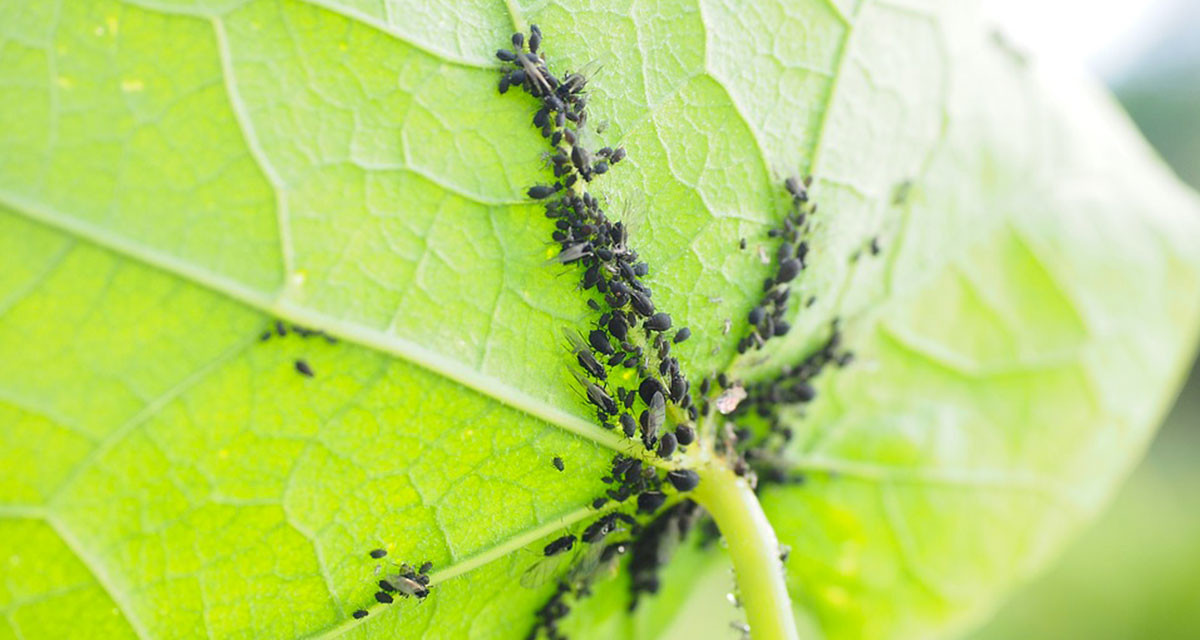 Comment lutter contre les pucerons?