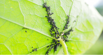 Comment lutter contre les pucerons?