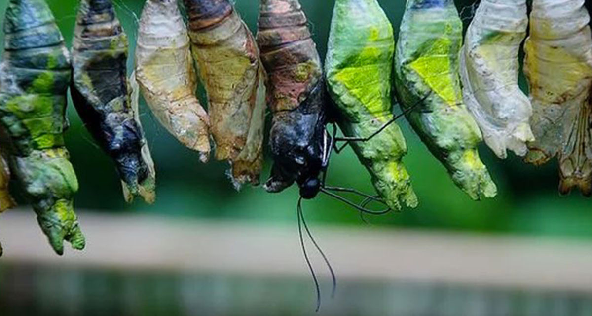 Comment lutter contre les chenilles et autres insectes?
