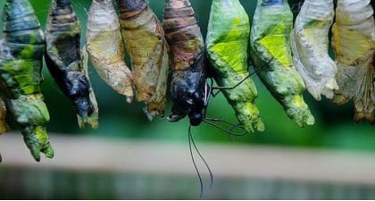 Comment lutter contre les chenilles et autres insectes?