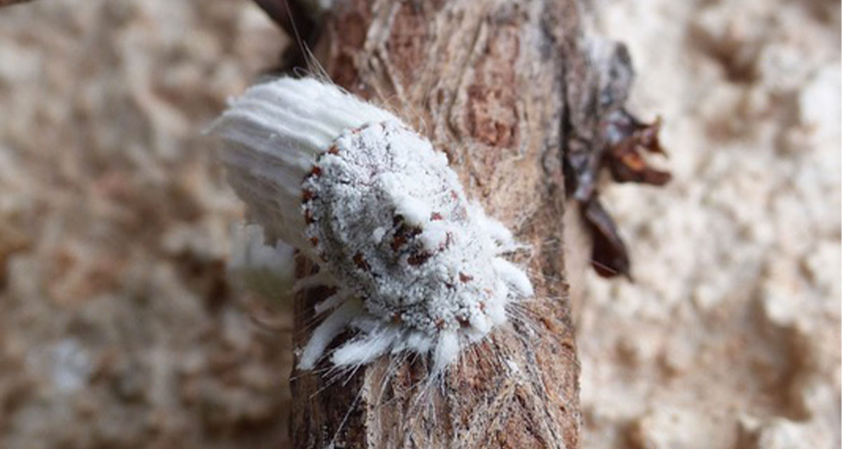 Comment lutter contre les cochenilles?
