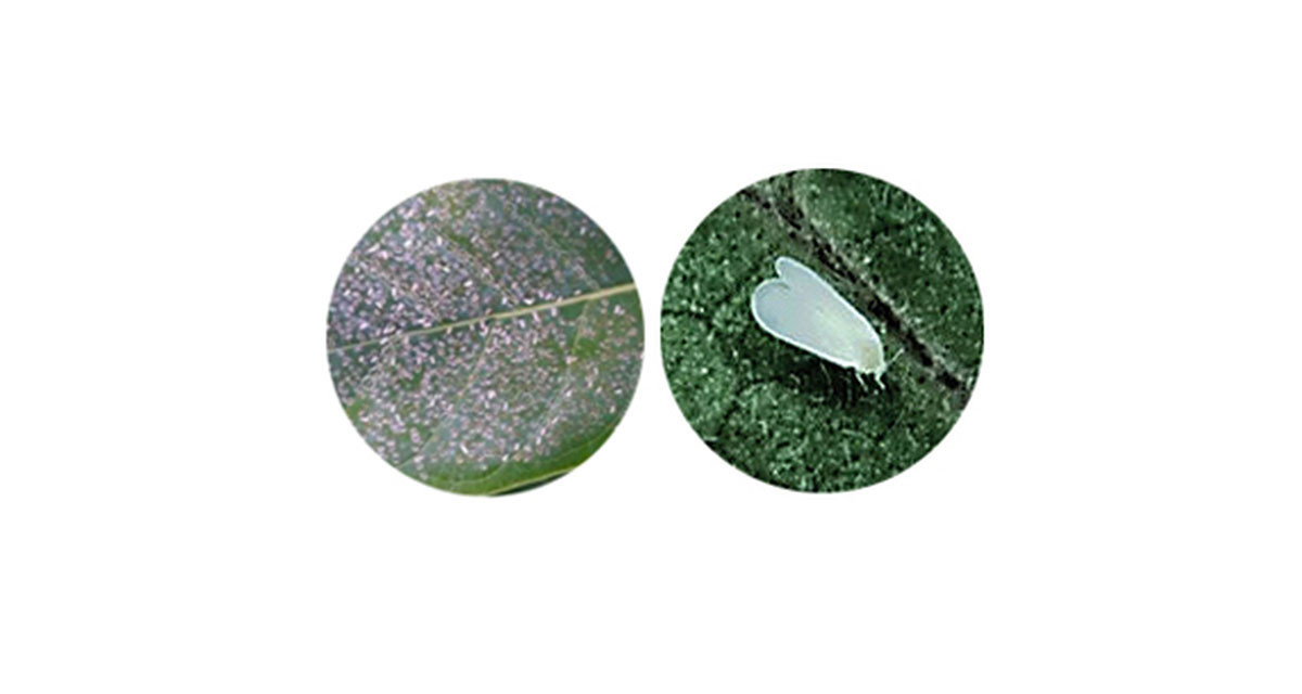 Comment lutter contre les Aleurodes?