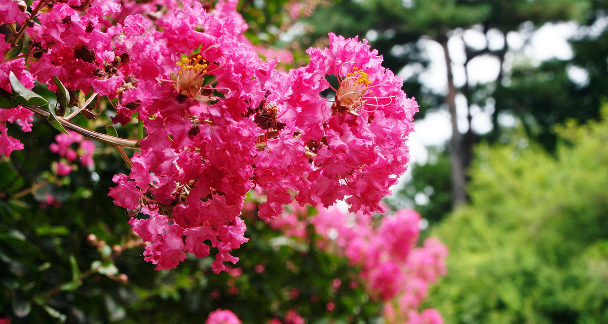 Focus et infos sur le Lilas des Indes