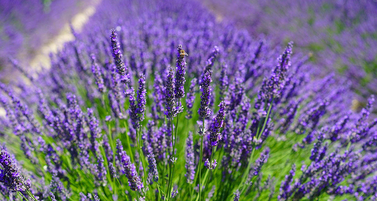 Focus et infos sur la Lavande officinale