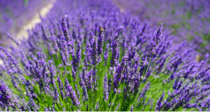 Focus et infos sur la Lavande officinale