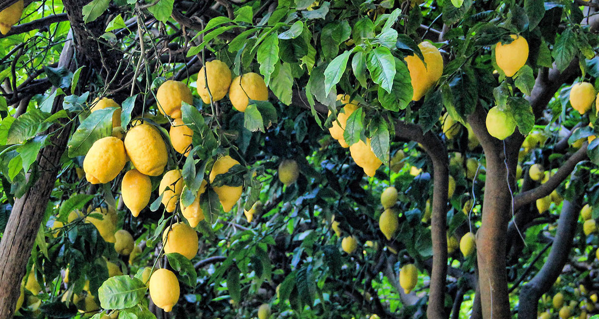 Focus et infos sur le Citrus limon '4 saisons'
