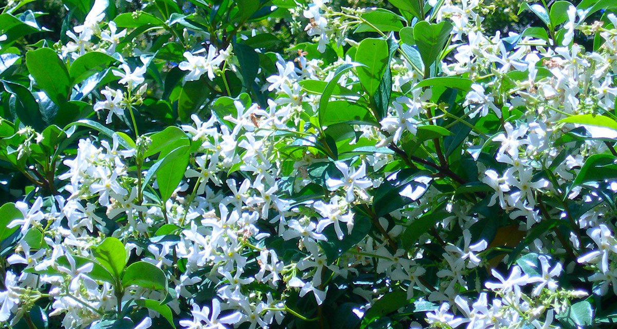 Focus et infos sur le Jasmin &eacute;toil&eacute; 