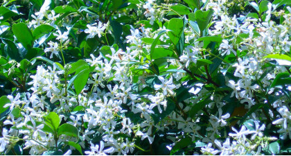 Focus et infos sur le Jasmin &eacute;toil&eacute; 