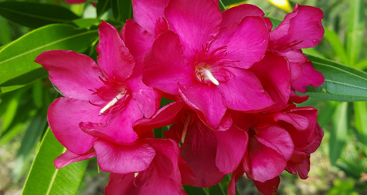 Focus et infos sur le laurier rose &agrave; fleurs simples rouges 