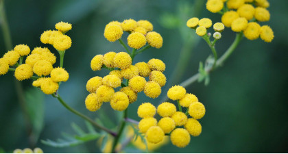 Focus et infos sur l'Immortelle d'Italie